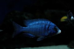 Placidochromis phenochilus Mdoka White Lips - samiec.