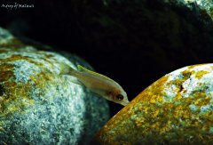 Cynotilapia aurifrons Nkhata Bay