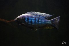 Copadichromis chrysonotus M