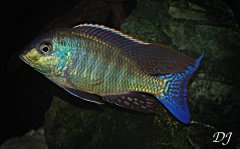 Lethrinops Marginatus M