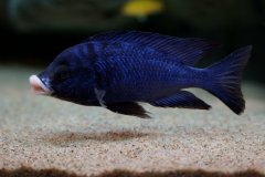 Więcej informacji o „Placidochromis phenochilus Mdoka”