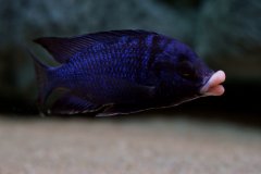 Placidochromis phenochilus Mdoka