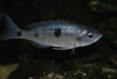 Copadichromis Chrysonotus F