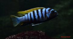 Cynotilapia Zebroides Jalo Reef - samiec ok 9cm