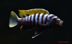 Cynotilapia Zebroides Jalo Reef - samiec ok 9cm