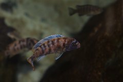 Metriaclima zebra Chizumulu MC