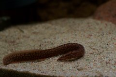 Mastacembelus sp."rosette" 15cm