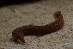 Mastacembelus sp."rosette" 15cm