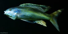 Champsochromis caeruleus