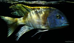 Buccochromis rhoadesii yellow