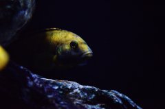 Labidochromis caeruleus 10cm