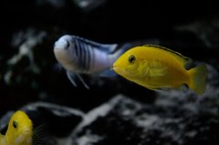Labidochromis caeruleus/Labidochromis chisumulae 8 cm
