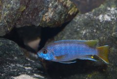 Pseudotropheus acei samiec 13 cm