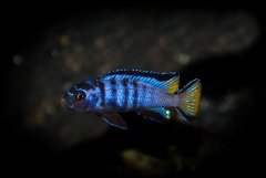 Pseudotropheus Elongatus Mphanga. Samiec około 5 cm . Jeszcze nie jest wybarwiony