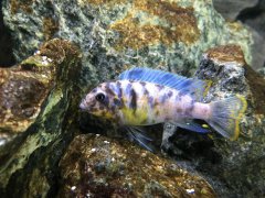 Metriaclima fainzilberi makonde MC