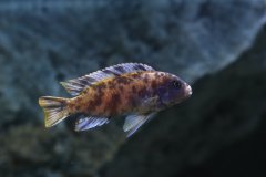 Metriaclima zebra Chizumulu MC