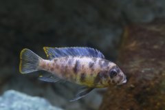 Metriaclima fainzilberi makonde MC