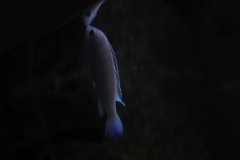 Labidochromis chizumulu