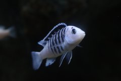 Więcej informacji o „Labidochromis chisumulae”