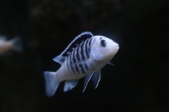 Labidochromis chisumulae