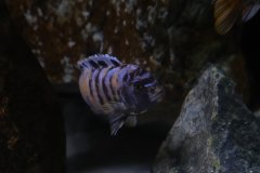 Metriaclima zebra Chizumulu MC