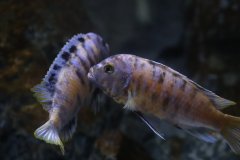 Metriaclima zebra Chizumulu MC