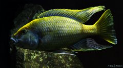 Nimbochromis venustus