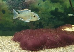 tramitichromis intermedius kambiri point młody samiec 5cm 19.08.2020 male