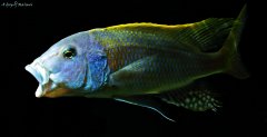 Buccochromis rhoadesii yellow