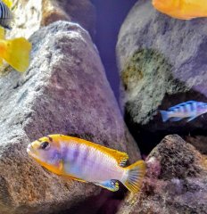 Labidochromis Hongi