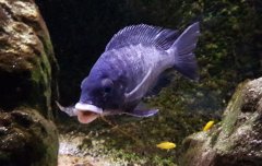 Placidochromis Mdoka White Lips