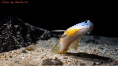 Więcej informacji o „Mylochromis sp."lateristriga makanjila" Hai Reef”