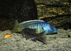 Taeniochromis holotaenia 18cm, 16cm TARŁO