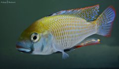 Astatotilapia calliptera Thumbi East