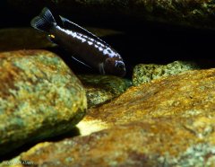 Pseudotropheus interruptus Chiwi Rocks