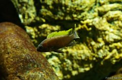 Cynotilapia aurifrons Nkhata Bay