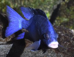 Placidochromis Phenochilus Mdoka White Lips