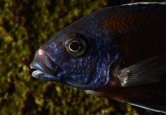 Copadichromis Borleyi Kadango Red Fin