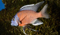 Copadichromis Borleyi Kadango Red Fin