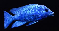 Placidochromis sp. "phenochilus tanzania"