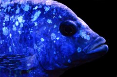 Placidochromis sp. "phenochilus tanzania "