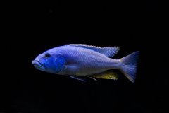 Więcej informacji o „aristochromis christyi”