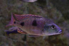 Otopharynx Tetrastigma