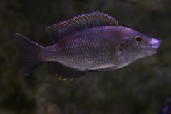 Copadichromis virginalis fire crest