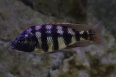 Protomelas  johnstoni solo