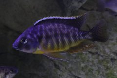 Protomelas Taeniolatus Fire Blue Lupingu