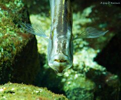 Dimidiochromis compressiceps