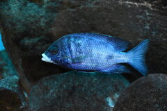 Placidochromis Phenochilus Mdoka White Lips