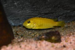 Labidochromis Caeruleus "Lion's Cove"