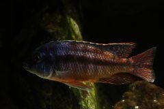 Protomelas taeniolatus red empress
